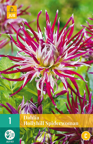 X 1 DAHLIA HOLLYHILL SPIDERWOMAN I