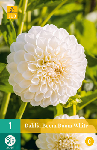 X 1 DAHLIA BOOM BOOM WHITE I