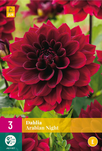 X 3 DAHLIA ARABIAN NIGHT I