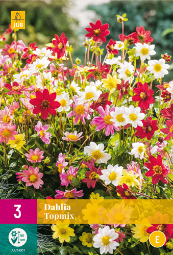 X 3 DAHLIA TOPMIX I