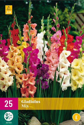 X 25 GLADIOLUS MIX 12/14