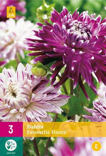 X 3 DAHLIA FAVOURITE DANCE I