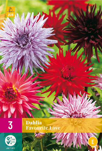 X 3 DAHLIA FAVOURITE LOVE I