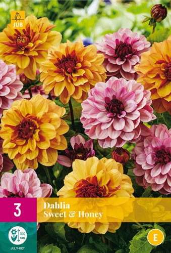 X 3 DAHLIA SWEET & HONEY I