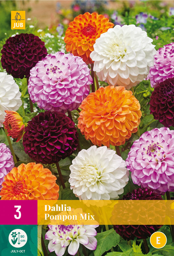 X 3 DAHLIA POMPON MIX I