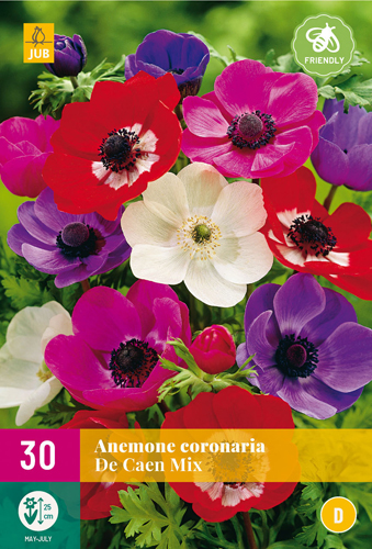 X 30 ANEMONE DE CAEN MIX   5/6