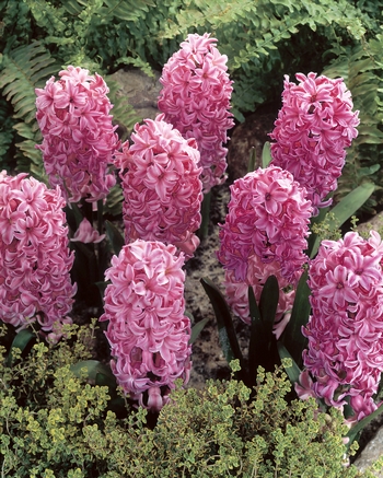 X   50 HYACINTHUS PINK ROSY 16/17