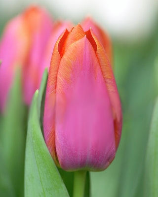 X 100 TULIPA ORANGE DYNASTY 12/+