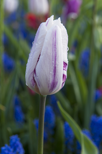 X 100 TULIPA HAMSTER 12/+