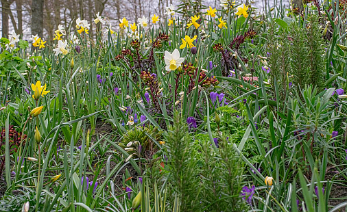 Bloembollen en vaste planten