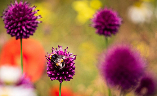 Biodiversiteit