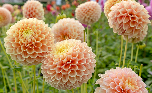 Dahlia groothandel