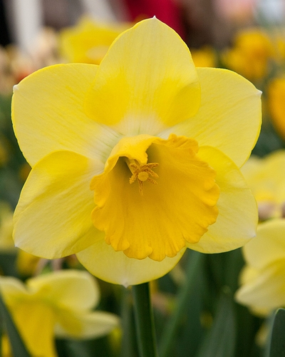 Daffodil Pink Charm, Buy Online at DutchGrown™