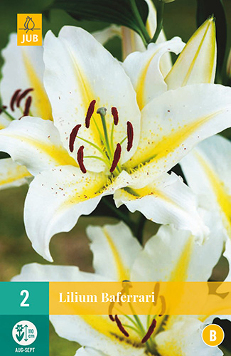 X 2 LILIUM VIRTUOSO 14/16 | JUB Holland