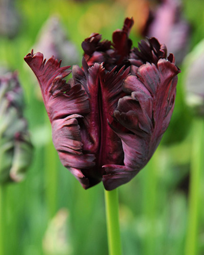 Tulipa black parrot - bulbes à fleurs x14 - tulipe perruche