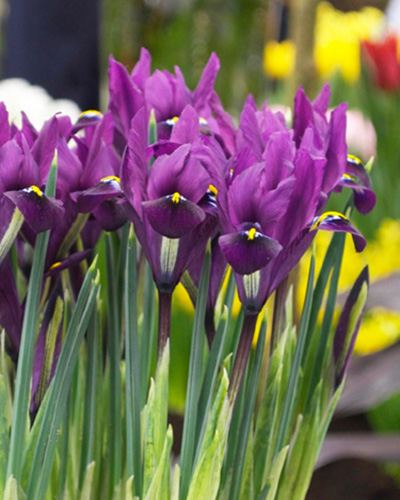 Iris reticulata 'Frozen Planet' - Rose Cottage Plants