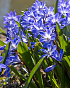 X 100 CHIONODOXA FORBESII BLUE GIANT 5/+