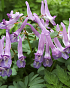 X 100 CORYDALIS SOLIDA PURPLE BIRD 6/+