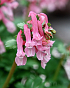 X 100 CORYDALIS SOLIDA BETH EVANS 6/+