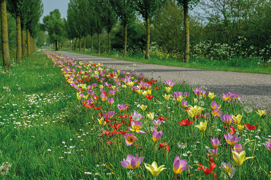 begraafplaats Kollum_Noardeast Fryslan 2