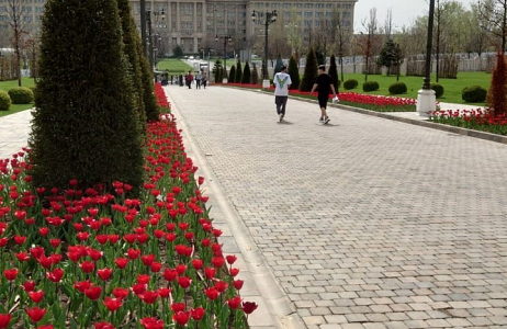 Tulp 'Uranus' in bloei in Roemeense parlementstuin