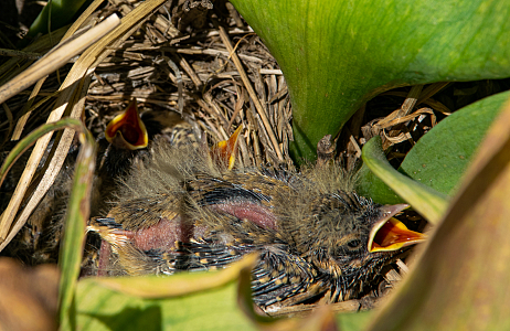 Nature and biodiversity at JUB Holland's nursery