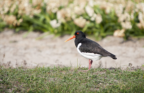 Nature and biodiversity at JUB Holland's nursery