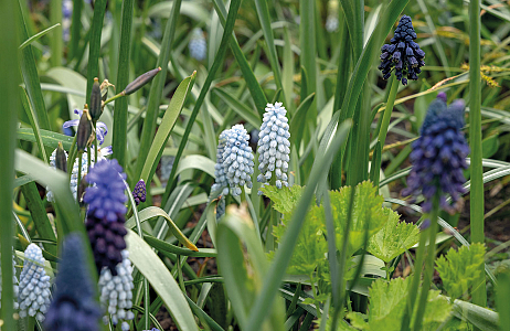 Bulb Mania Mix nu ook in de Tuinen van Boskoop