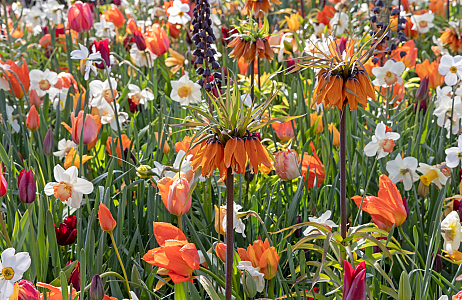 Velvet - Keukenhof 25/04/2023