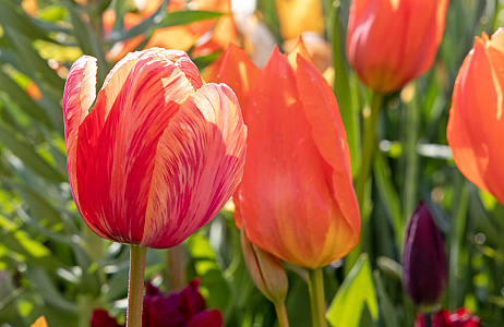 Velvet - Keukenhof 25/04/2023