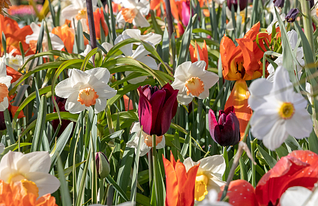 Velvet - Keukenhof 25/04/2023