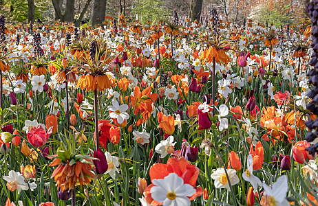 Velvet - Keukenhof 25/04/2023