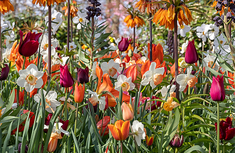 Velvet - Keukenhof 25/04/2023