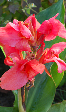 X 25 CANNA PINK FUTURITY I