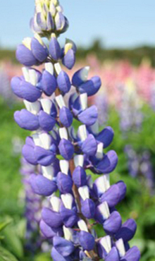 X 25 LUPINUS BLAUW I