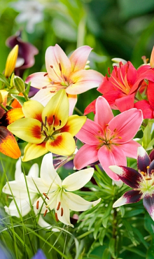 X 50 LILIUM AZIATISCH MIX 14/16