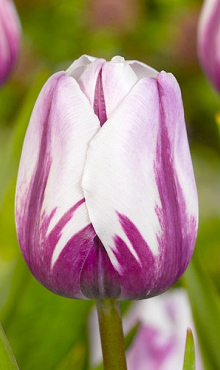 TULIPA REMS FAVOURITE