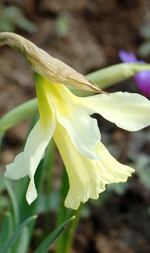 NARCISSUS W.P. MILNER