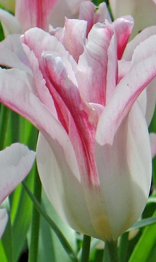 TULIPA HOLLAND CHIC