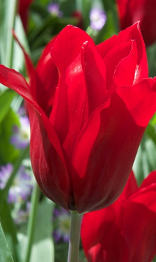 TULIPA PIETER DE LEUR