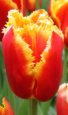 TULIPA DAVENPORT