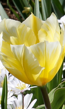 TULIPA SWEETHEART