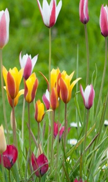 TULIPA BOTANISCH GEMENGD