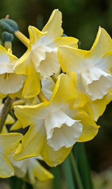 NARCISSUS PIPIT