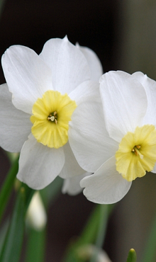 NARCISSUS SEGOVIA