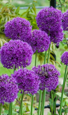 ALLIUM PURPLE SENSATION