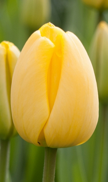 TULIPA GOLDEN APELDOORN