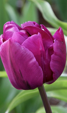 TULIPA NEGRITA DOUBLE