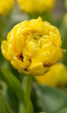 TULIPA YELLOW POMPONETTE