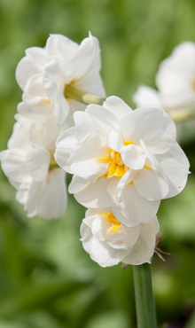 NARCISSUS BRIDAL CROWN